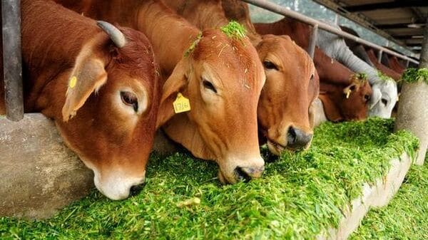 India aims to be foot & mouth disease free by 2030 to increase milk productivity and attempt exports of dairy products