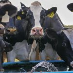 Indonesia to import 1 million dairy cows for Prabowo’s free meals scheme