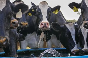 Indonesia to import 1 million dairy cows for Prabowo’s free meals scheme