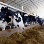 Karachi Dairy Farmers' Milk Price Concerns Amid Tax Hikes