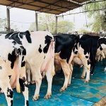 Punjab, India government to launch project to boost dairy farming with Holstein Friesian cow milk production recording