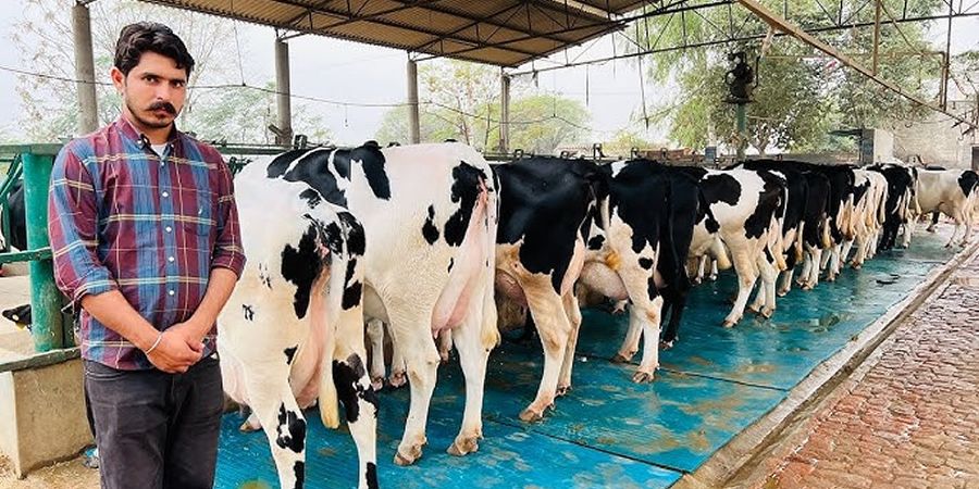 Punjab, India government to launch project to boost dairy farming with Holstein Friesian cow milk production recording