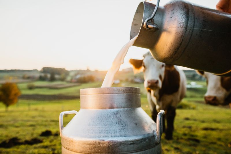 Record milk purchase by Milkfed Cheema