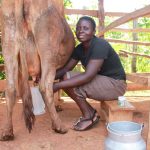 The Africa Asia Dairy Genetic Gains project launches mobile app to track dairy animal performance