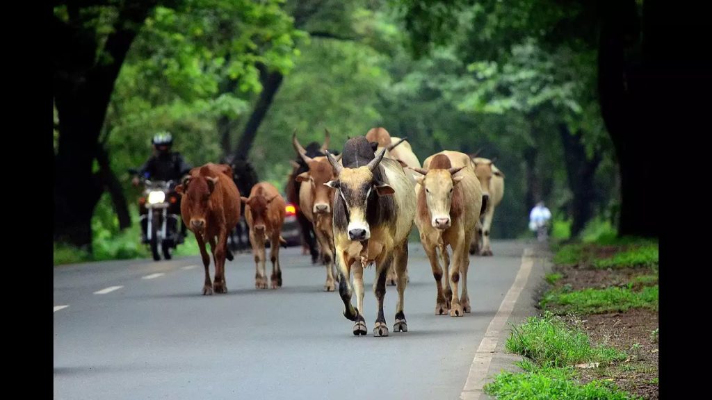 Utilise subsidy to maintain cattle Sawant