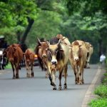 Dairy: Utilise subsidy to maintain cattle Sawant