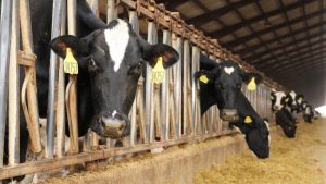 Brazil offers expertise to boost India’s dairy cattle productivity