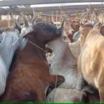 Crackdown On Cattle Smuggling Amid Sharp Rise In Trafficking In Odisha