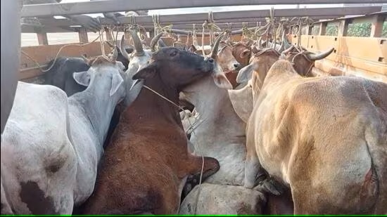 Crackdown On Cattle Smuggling Amid Sharp Rise In Trafficking In Odisha