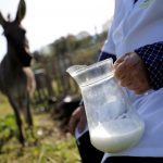 Donkey milk cheese meets success in Albania