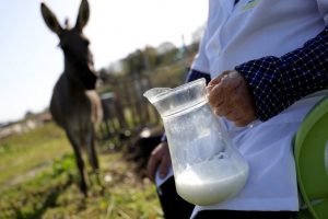 Donkey milk cheese meets success in Albania