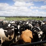 FAO publishes new guidelines for surveillance of influenza in cattle