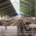 Fine Imposed On Dairy Owners For Not Constructing Cowsheds