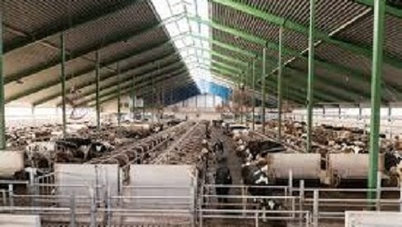 Fine Imposed On Dairy Owners For Not Constructing Cowsheds