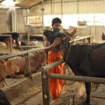 How biodigester gas is closing the loop in dairy farms