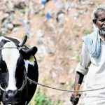 In Karnataka, dairy farmers not paid incentives for nine months