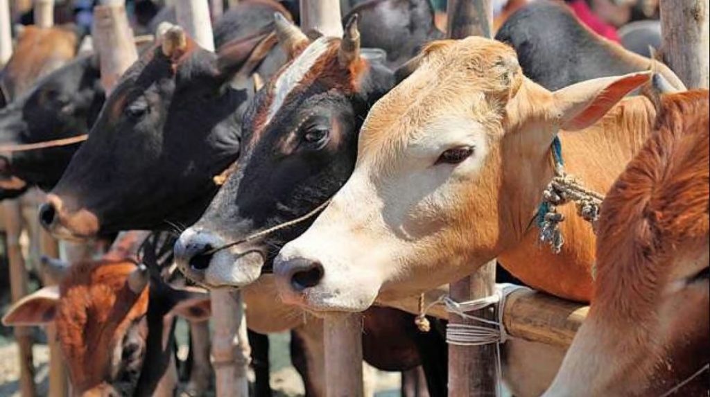 Uttar Pradesh Set To Become India's Top Cow Milk Producer As Yogi Govt's Initiatives Bear Fruit