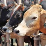 Uttar Pradesh Set To Become India's Top Cow Milk Producer As Yogi Govt's Initiatives Bear Fruit