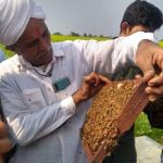 Amul Dairy-associated milk producers excel in Honey production