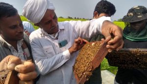 Amul Dairy-associated milk producers excel in Honey production