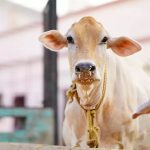 CM announces Cow Protection Year to boost dairy farming