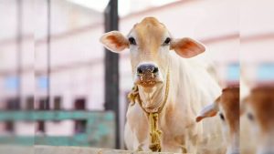 CM announces Cow Protection Year to boost dairy farming