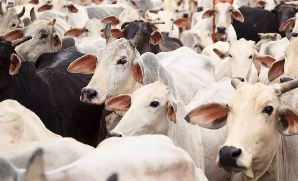 Climate fodder crisis threatens India’s dairy industry