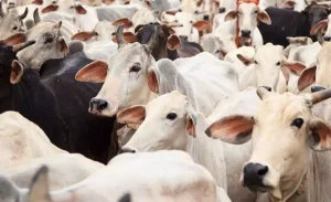 Climate fodder crisis threatens India’s dairy industry