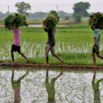 India set to raise farm budget by over 15%