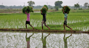 India set to raise farm budget by over 15%