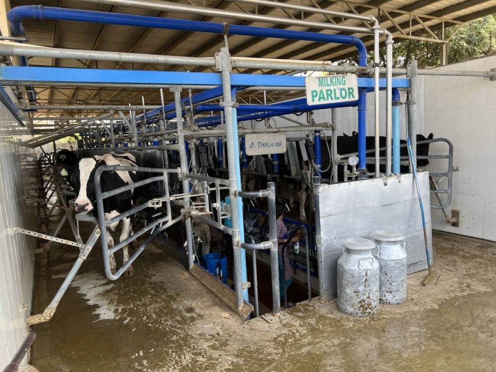 Japanese dairy farm operator targeting India