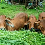 Optimising Livestock Health in Maharashtra Essential Nutrition and Disease Prevention Strategies