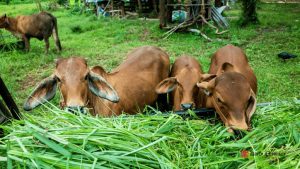 Optimising Livestock Health in Maharashtra Essential Nutrition and Disease Prevention Strategies