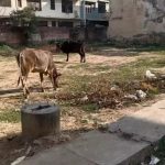 Illegal dairies fuel stray cattle menace, but no MCG action