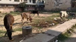 Illegal dairies fuel stray cattle menace, but no MCG action