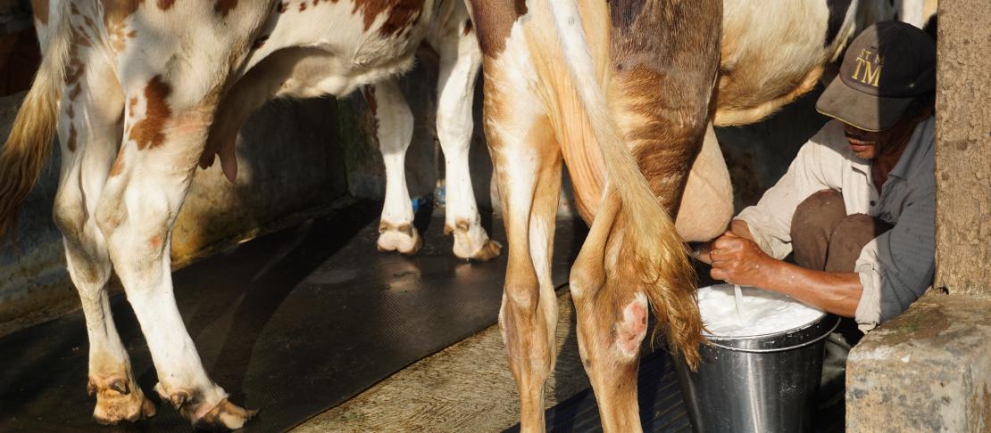 Impact Of Climate Change On Smallholder Dairy Farmers In India - EDairy ...
