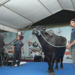 Meet Bheem, father of six lakh buffaloes, star attraction of Odisha's fishery and dairy festival