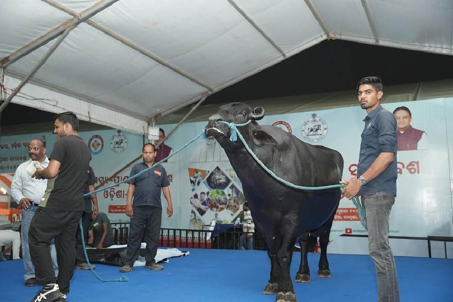 Meet Bheem, father of six lakh buffaloes, star attraction of Odisha's fishery and dairy festival