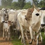 New coop milk federation in M’wada to boost dairy farming