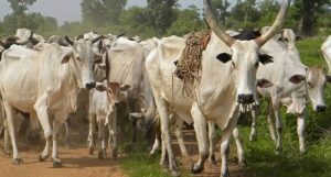 New coop milk federation in M’wada to boost dairy farming