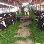 Punjab to introduce modern dairy farming system with Italian collaboration