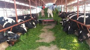 Punjab to introduce modern dairy farming system with Italian collaboration