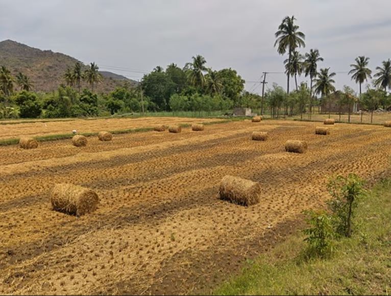 Tamil Nadu farmers fear hay shortage in summer, want government to supply it