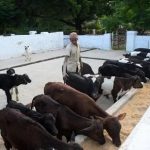 UP govt expands cow protection, dairy development initiatives