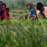 Union Budget 2025 Allocations for key agriculture schemes see dip