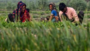 Union Budget 2025 Allocations for key agriculture schemes see dip