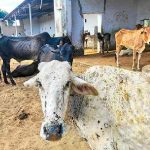 Vaccine hope for dairy scourge Biovet, ICAR develop cure to curb lumpy skin disease in cattle