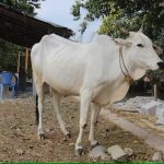 BL Agro launches Rs 1,000 crore dairy breeding project in Bareilly