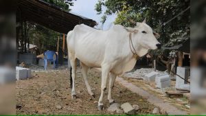 BL Agro launches Rs 1,000 crore dairy breeding project in Bareilly