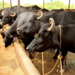 Boosting dairy and livestock growth a major initiatives in Marathwada, Maharashtra